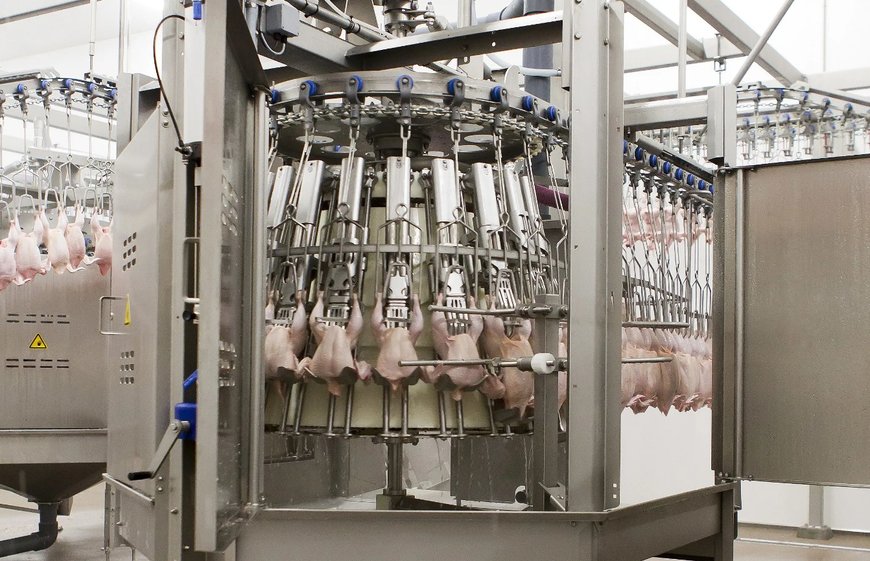 Marel Automates Poultry Evisceration Process for Cleaner, Higher-Quality Products